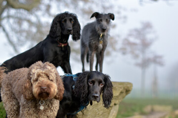 A group of well behaved dog friends of various breed and size are socializing together during their...