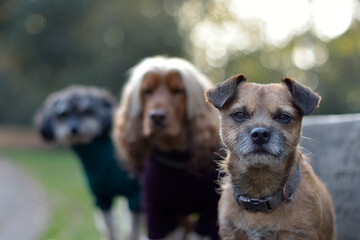 A group of well behaved dog friends of various breed and size are socializing together during their...