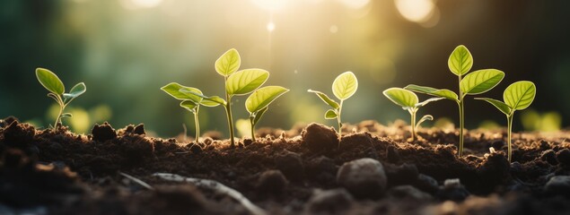 Group of Young Plants Sprouting From the Ground - obrazy, fototapety, plakaty