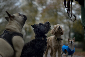 A group of well behaved dog friends of various breed and size are socializing together during their dog walking session, Pet sitting, Dog walking, Day Care