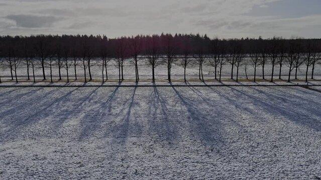Row of trees in winter snow landscape, Aerial