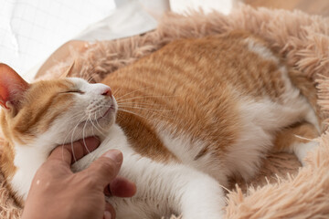 猫を撫でる人　茶トラ白