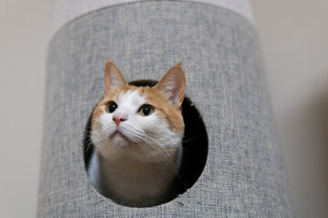 キャットタワーに入る猫　茶トラ白
