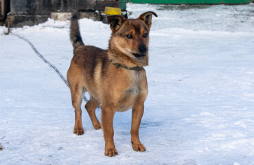 Winter in the village. The snow-covered courtyard. A mongrel ginger dog on a chain
