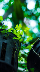 Trifolium  primarily inhabit temperate regions of the Northern Hemisphere,Trifolium  like many...