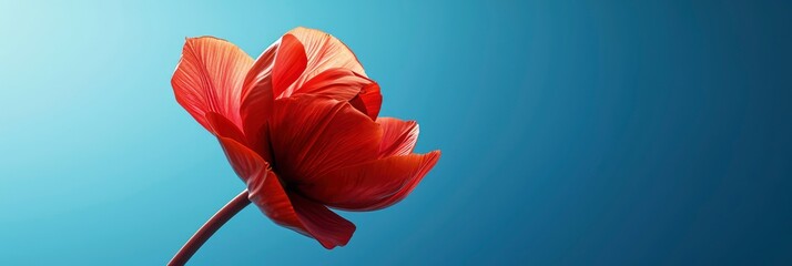  Red Spring Flower Front Blue Backgro, Banner Image For Website, Background, Desktop Wallpaper