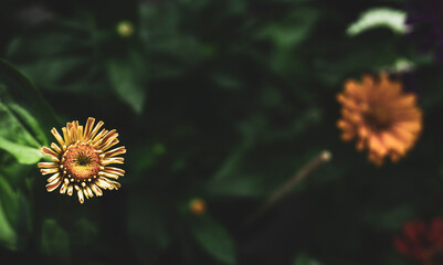 Close-up of orange gerbera flower against clear sky,Close-up of gerbera blooming outdoors,Close-up...