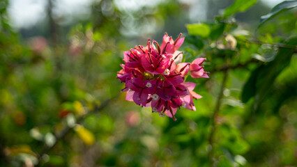 Dahlia often chosen for their gorgeously colored flowers. Dahlia flowers are also highly adaptable to all weather and climate conditions.