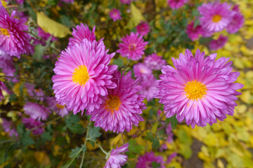 Fototapeta premium Blossoming light pink Chrysanthemums in mid November