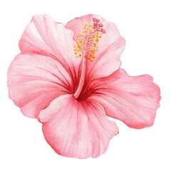 Hibiscus beautiful flower isolated white background, watercolor summer decoration floral Tropical design. Hand drawing © Hanna