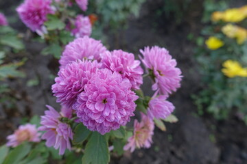 Close shot of pink flower of Chrysanthemums in October