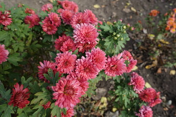 Coral red flowers of Chrysanthemums in October