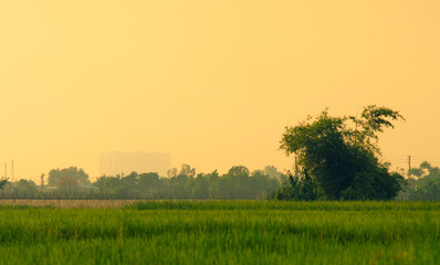 Obraz premium Scenic view of agricultural field against sky during sunset, Scenic view of rice paddy on land. Green Rice fields on terraced in Mu cang chai, Vietnam Rice field.Scenic view of agricultural field agai