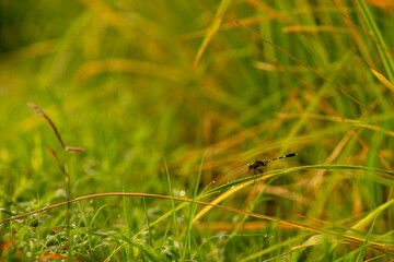 High angle view of corn on land. Natural rice fields in the countryside before harvest Golden evening light.