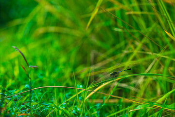 High angle view of corn on land. Natural rice fields in the countryside before harvest Golden evening light.