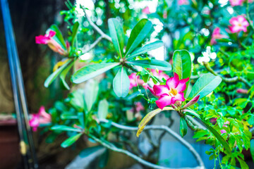 The plumeria flower is known as the desert rose with its large stem and unique flower and root system. Plumeria is a succulent shrub with a stout stem. 