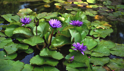 The Egyptian Blue Water Lily