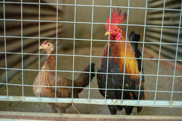 they are prepared for bloody battles for hundreds of millions of Vietnamese dong.
Three chickens standing on a patch of grass in the snow during winter.Midsection of man with chicken.