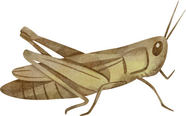 watercolor insect grasshopper - obrazy, fototapety, plakaty