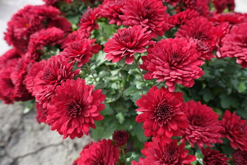 Great number of red flowers of Chrysanthemums in October