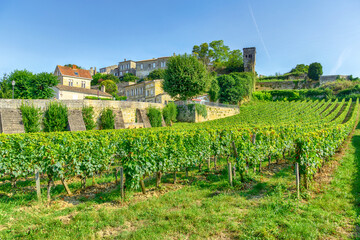 Fototapeta na wymiar Vineyards of Saint Emilion, France
