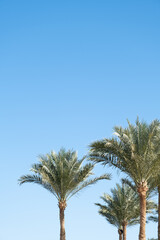 Fototapeta na wymiar palm trees on the background on sky background