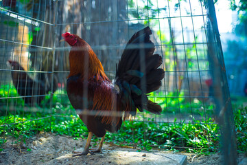 they are prepared for bloody battles for hundreds of millions of Vietnamese dong.
Three chickens...