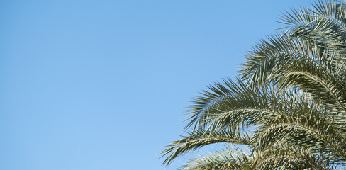 palm trees on the background on sky background