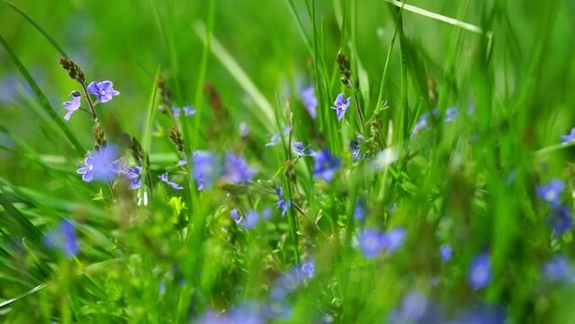 Wild blue gepsyweed or Veronica germander flower in the meadow. Slow motion