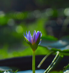 The lotus blooms in the morning in the swamp. Beautiful water plants floating in the water like Lotus in soft natural light. Lotus flowers in the evening.Close-up of water lily blooming outdoors. Clos