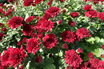 Leaves and red flowers of Chrysanthemums in October