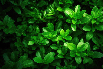 Fototapeta na wymiar Green in dark light leaves of jungle forest, bushes background.