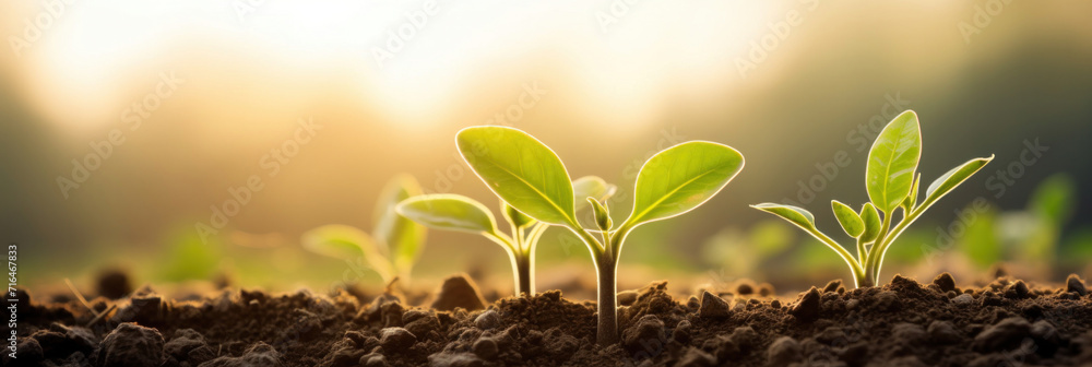 Poster agriculture plant seeding growing step concept. soybean growth in a field.