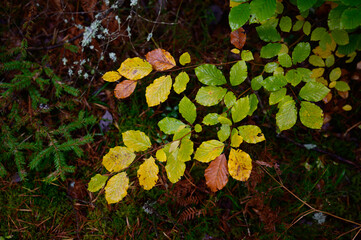 autumn leaves in the forest