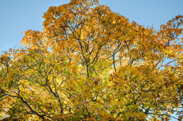 autumn trees in the autumn