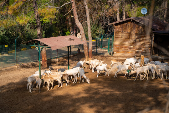 Deers and gazelles in the Gaziantep Zoo. Gaziantep, Turkey - November 3, 2024.