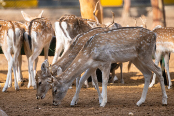 Baby deer Bambi in the zoo cage.