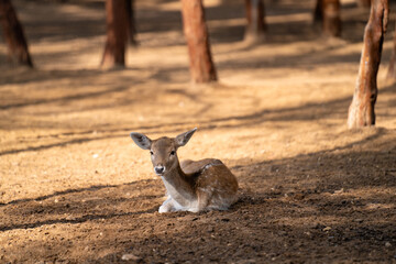 Baby deer Bambi in the zoo cage.