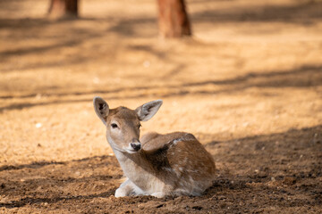 Baby deer Bambi in the zoo cage.