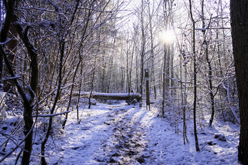 Wintermärchenlandschaft auf dem Frohnwaldweg bei Riegelsberg im Saarland, Deutschland