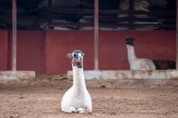Llama in the zoo cage. The llama (Lama glama) is a domesticated South American camelid. © Erman Gunes