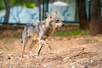 Wolf in the zoo cage. The wolf also known as the gray wolf or grey wolf, is a large canine native to Eurasia and North America.
