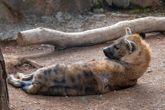 Hyena in the zoo cage. Hyenas or hyaenas are feliform carnivoran mammals belonging to the family Hyaenidae.