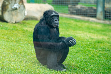 Chimpanzee in the zoo cage. The chimpanzee also known as simply the chimp, is a species of great...