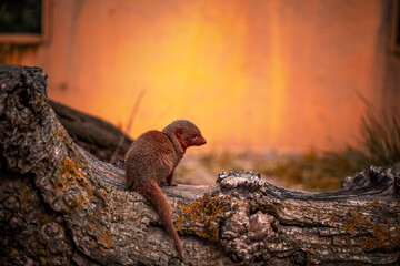 Cute mongoose at the zoo