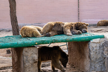 The bears in the Zoo cage. The brown bear (Ursus arctos) is a large bear species found across Eurasia and North America.