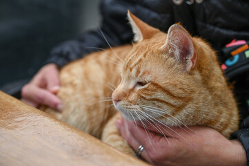 red cat sits in a woman's arms 7