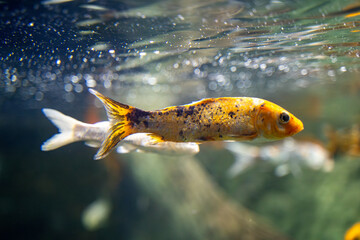 The koi fish in the Zoo aquarium. Koi are colored varieties of the common carp (Cyprinus carpio)...