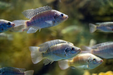 The Nile tilapia fish in the Zoo aquarium. The Nile tilapia (Oreochromis niloticus) is a species of...