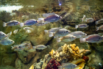 The Nile tilapia fish in the Zoo aquarium. The Nile tilapia (Oreochromis niloticus) is a species of...